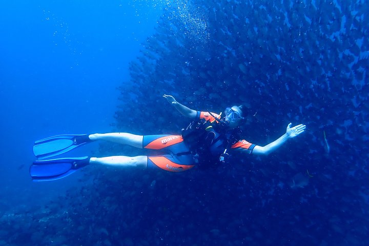 Diver in schools of fish